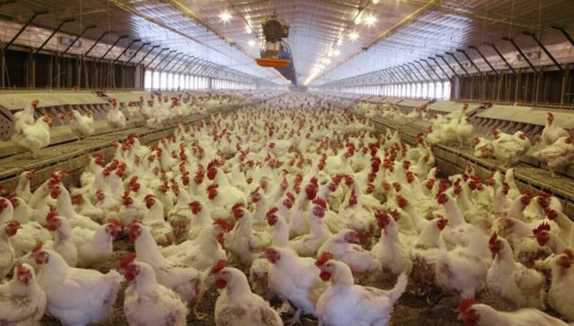 chickenhouse
