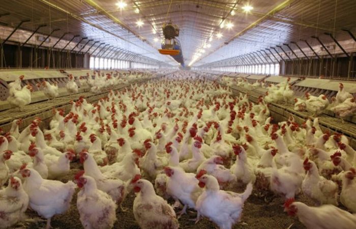chickenhouse